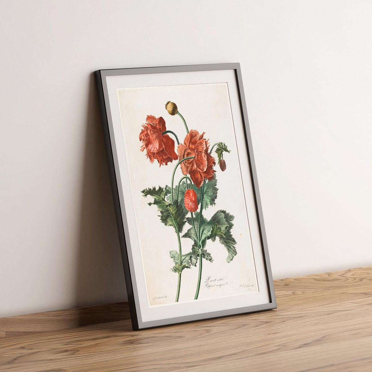Vintages Fine Art Poster - A4, A1...20x30 Zoll... Roter Mohn, 1800, Vintage Druck von Gerard van Spaendonck, Vintage Blumenillustration