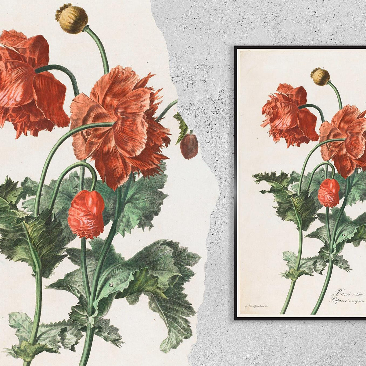 Vintage Fine Art Poster - A4, A1...20x30 inch... Red poppies, 1800, Vintage Print by Gerard van Spaendonck, Vintage Flow