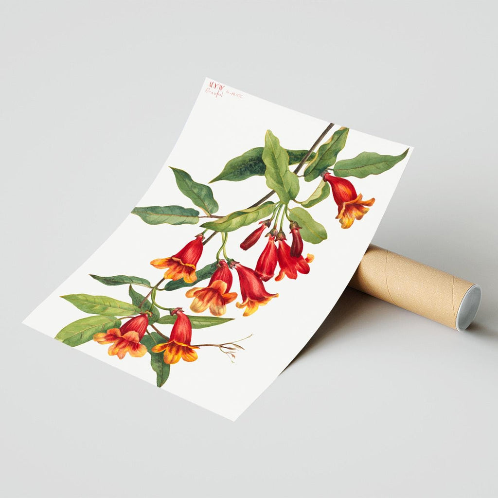 Crossvine · Anisostichus capreolatus · Mary Vaux Walcott · 1925