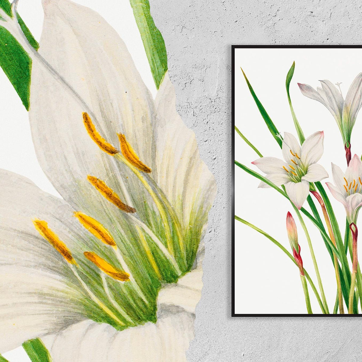 Atamasco Lily · Atamosco atamasco · 1925 · Mary Vaux Walcott