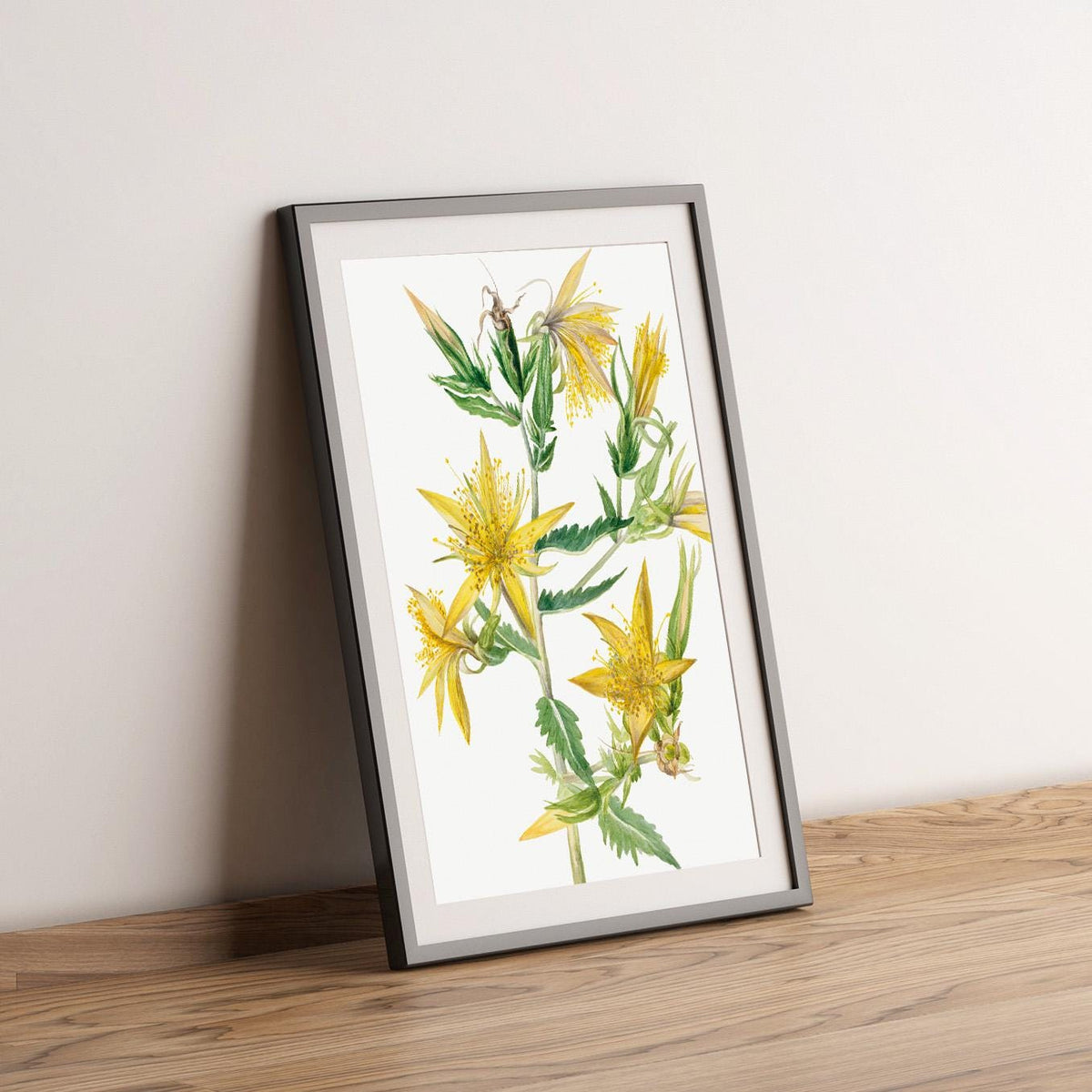 Blazing Star · Mentzelia laevicaulis · 1930 ·  Mary Vaux Walcott