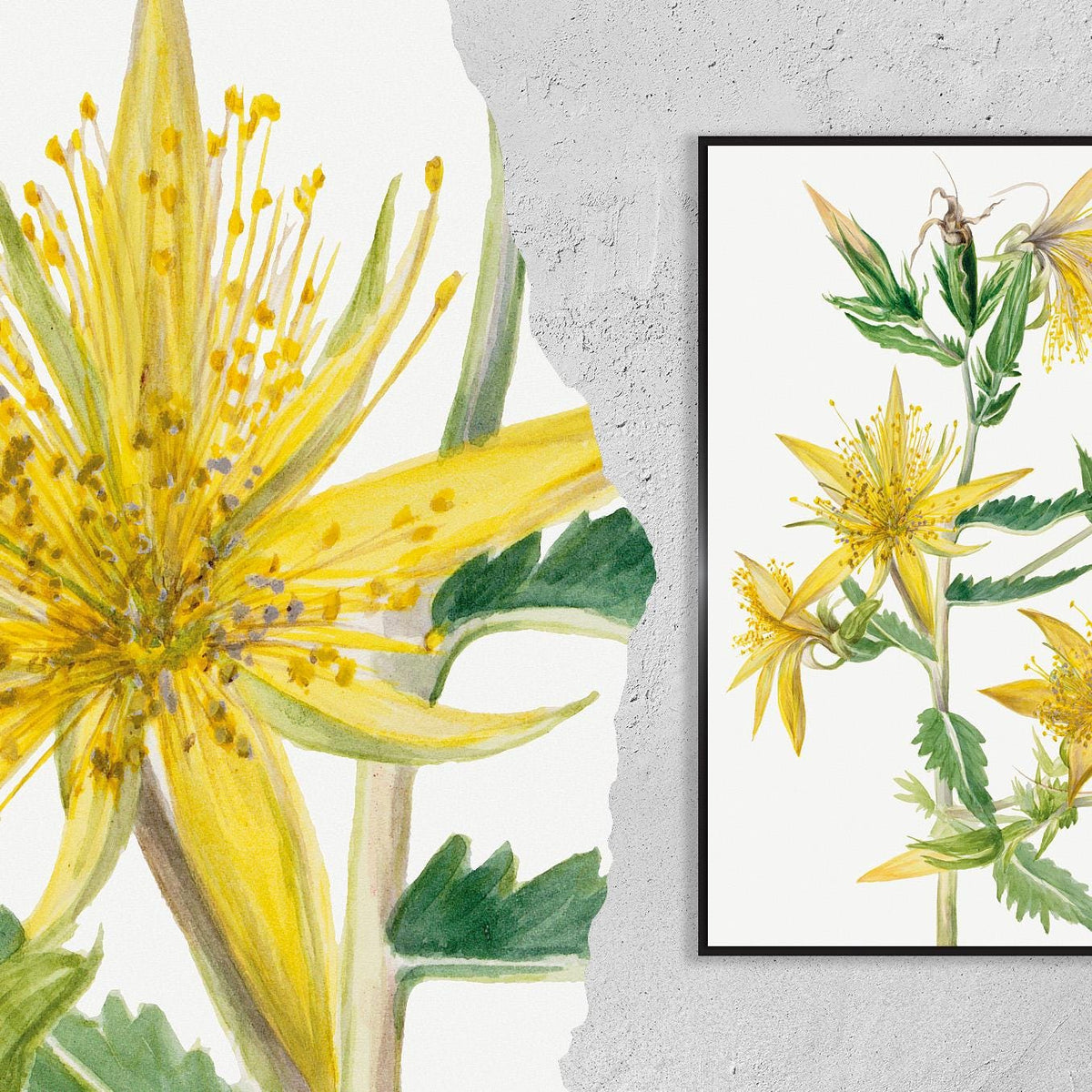 Blazing Star · Mentzelia laevicaulis · 1930 ·  Mary Vaux Walcott