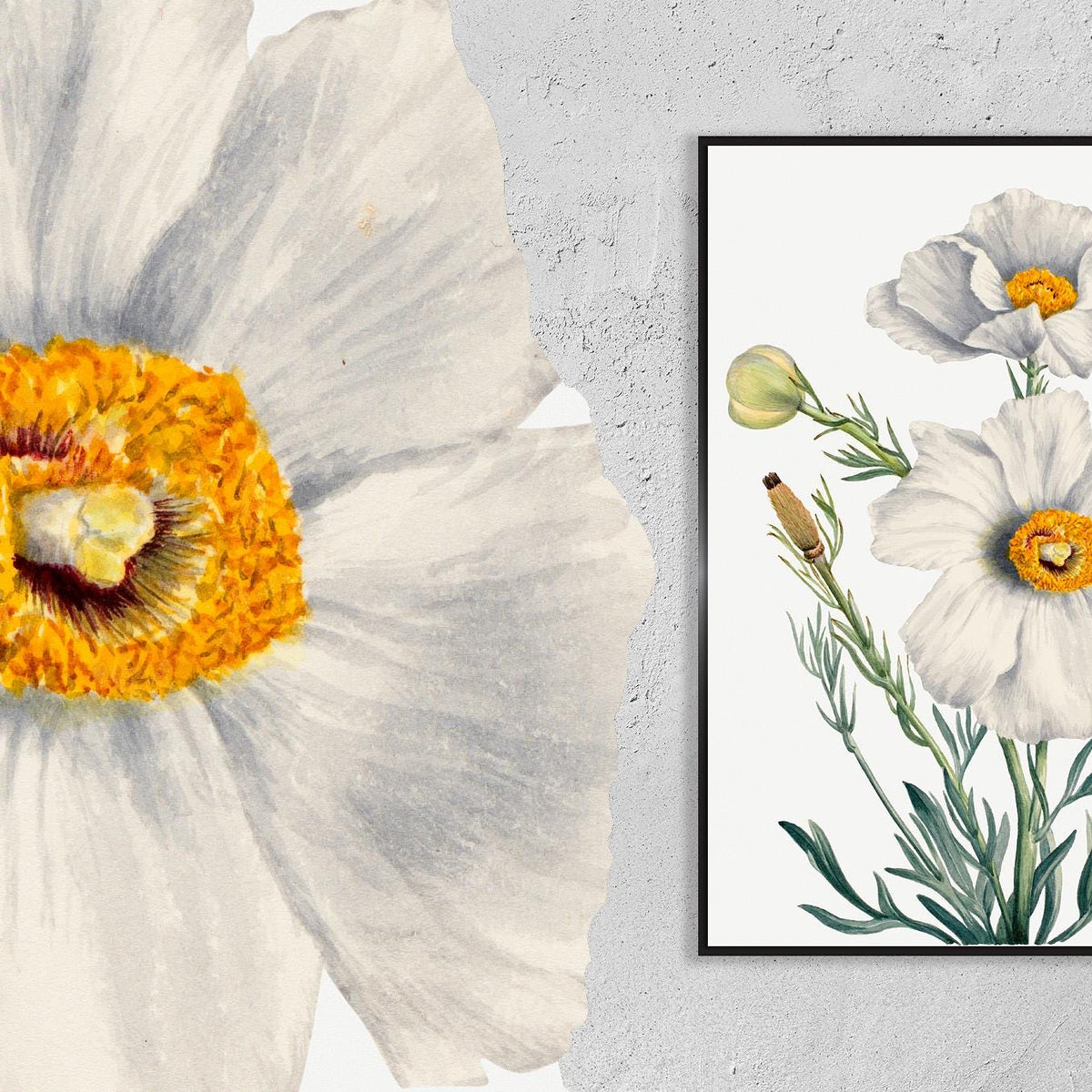 Matilija Poppy · Romneya coulteri · 1931 · Mary Vaux Walcott