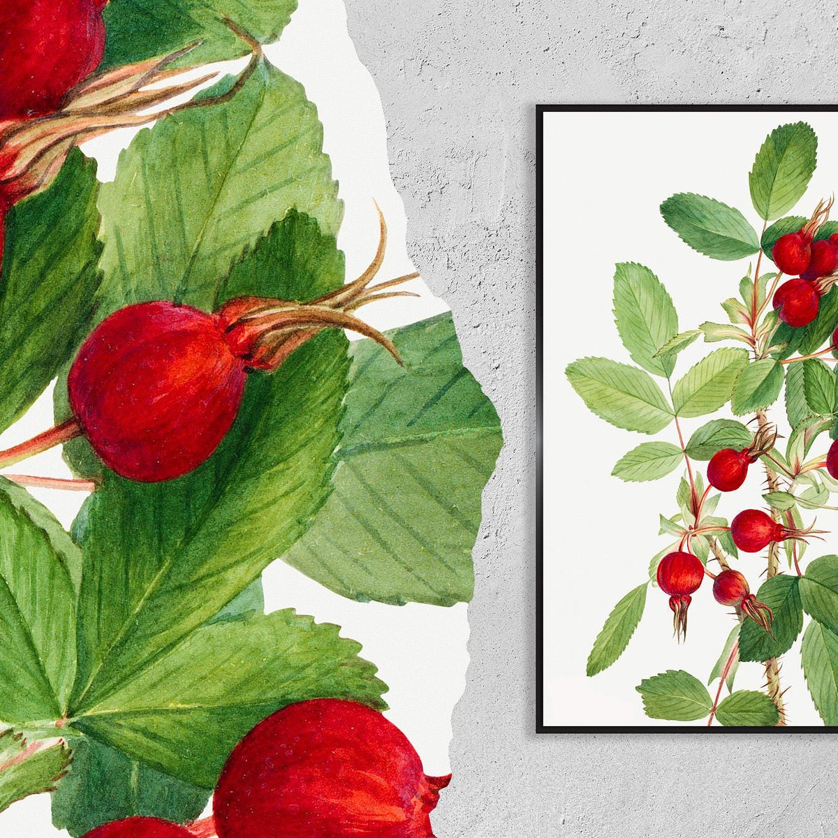 Bourgeau Rose · Rosa bourgeauiana · 1920 · Mary Vaux Walcott