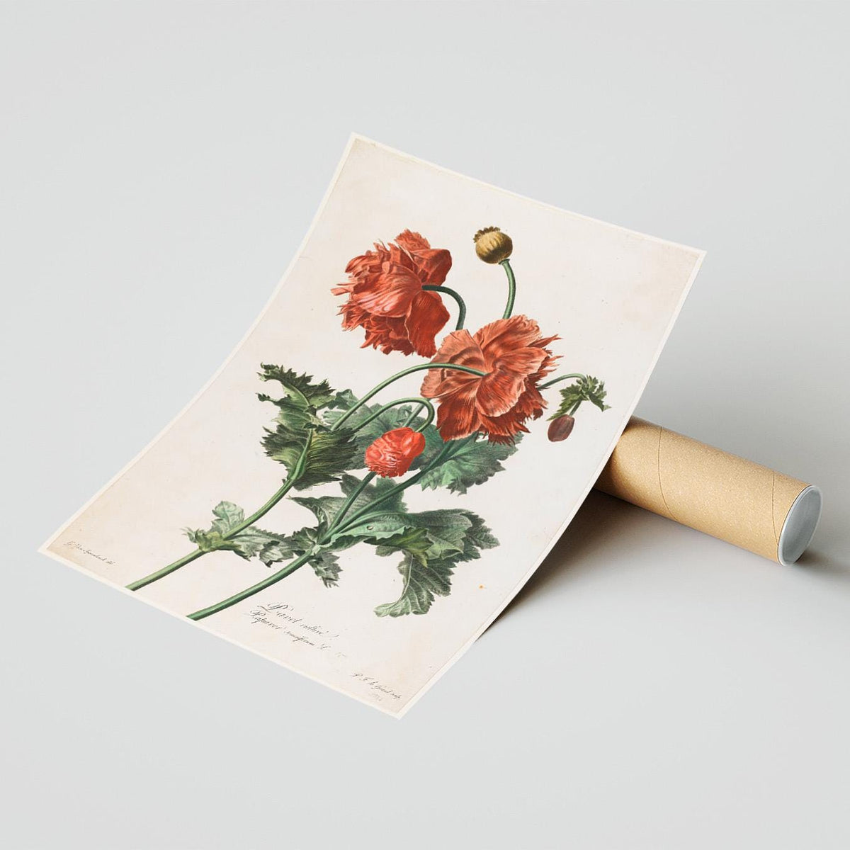 Vintages Fine Art Poster - A4, A1...20x30 Zoll... Roter Mohn, 1800, Vintage Druck von Gerard van Spaendonck, Vintage Blumenillustration