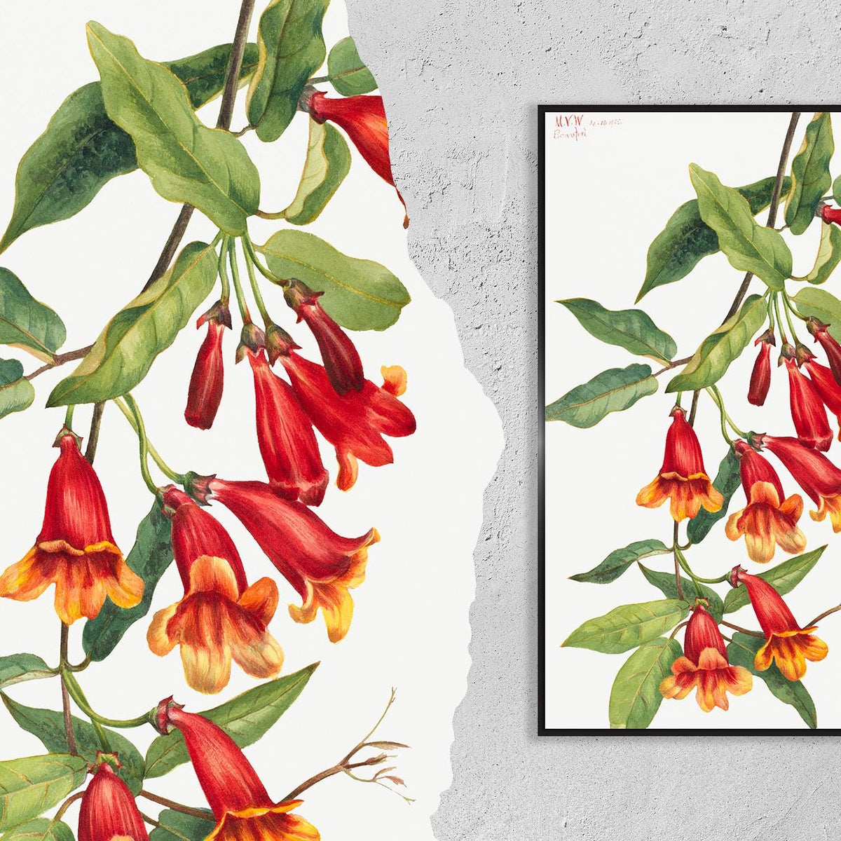 Crossvine · Anisostichus capreolatus · Mary Vaux Walcott · 1925