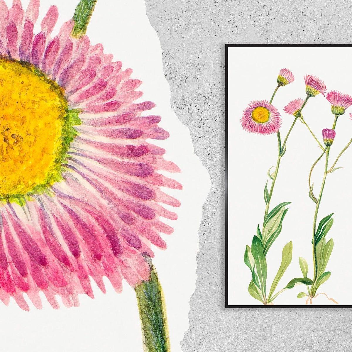 Meadow Fleabane · Erigeron speciosus · 1920 · Mary Vaux Walcott