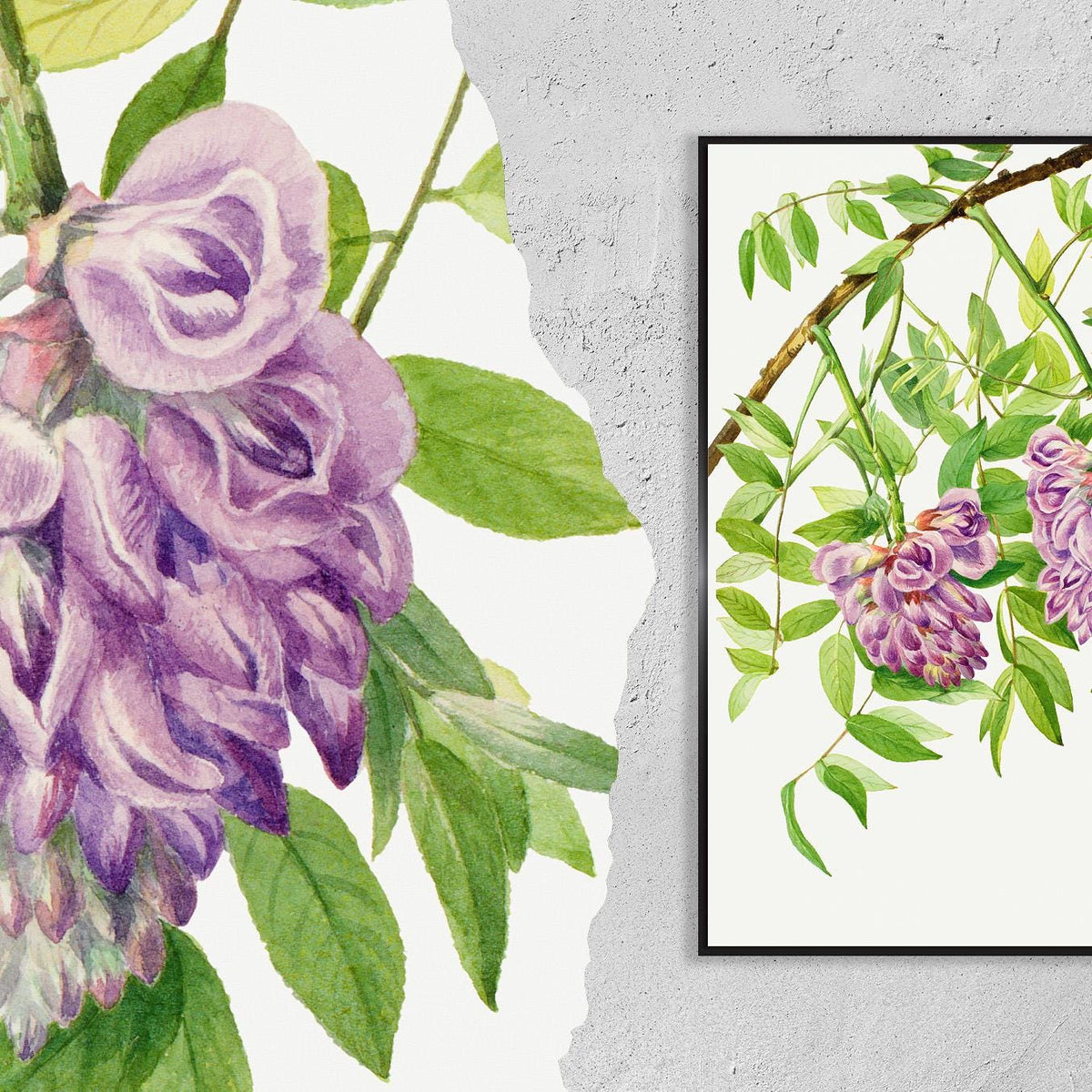 American Wisteria · Kraunhia Frutescens · 1925 · Mary Vaux Walcott