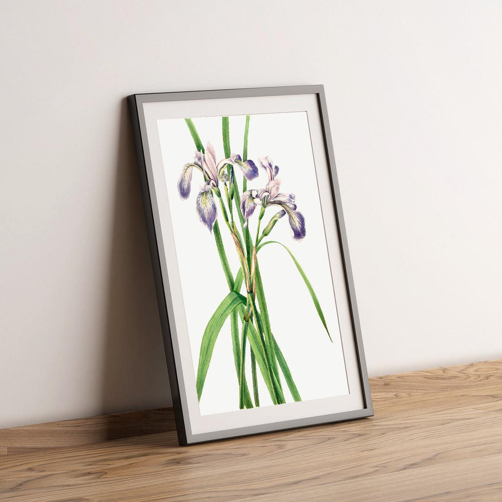 Blueflag Iris · Iris versicolor · 1919 · Mary Vaux Walcott