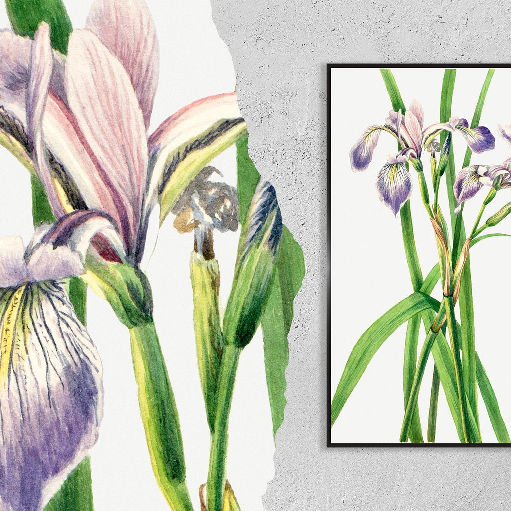 Blueflag Iris · Iris versicolor · 1919 · Mary Vaux Walcott