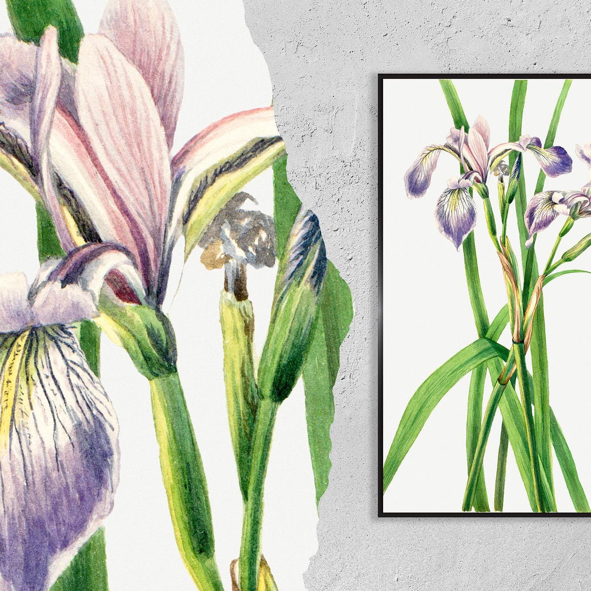 Blueflag Iris · Iris versicolor · 1919 · Mary Vaux Walcott