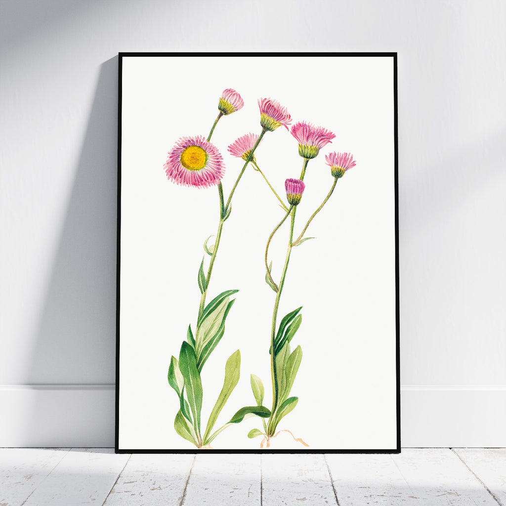 A framed botanical art print featuring pink flowers with yellow centers and green stems on a white background, leaning against a light gray wall on a white floor.