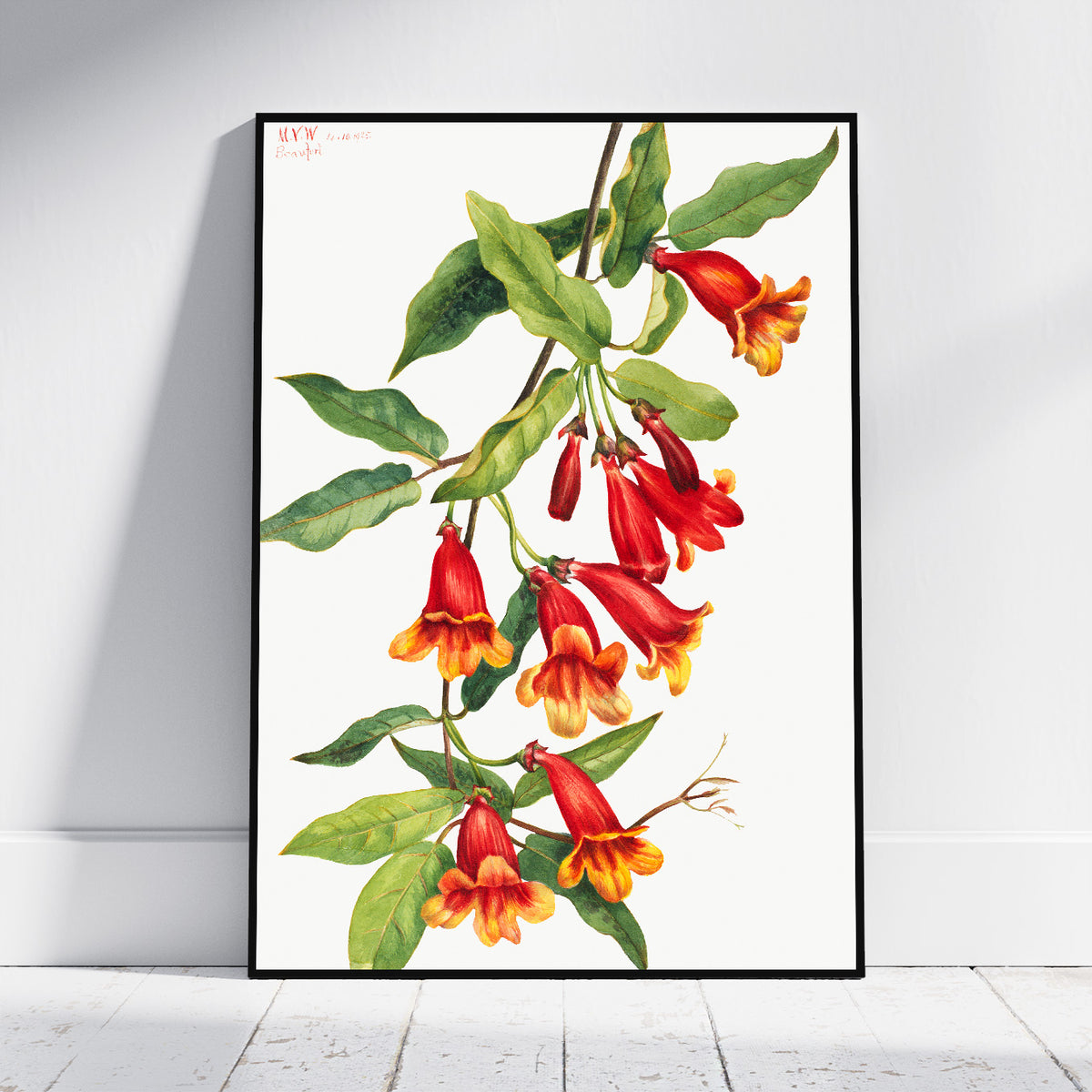 A framed botanical art print featuring red and orange trumpet flowers with green leaves on a white background, leaning against a light gray wall on a white floor.