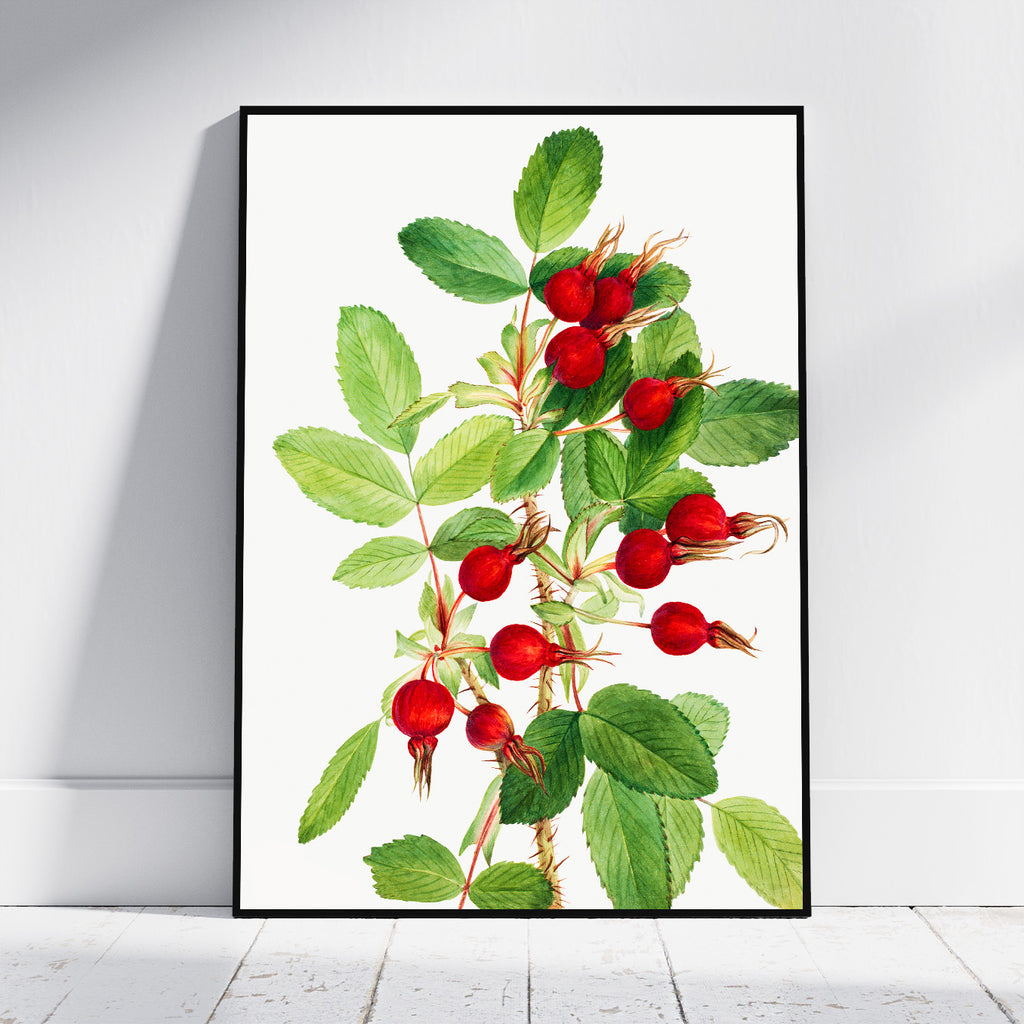 A framed botanical art print of red rose hips on a white background, leaning against a light gray wall on a white wooden floor.
